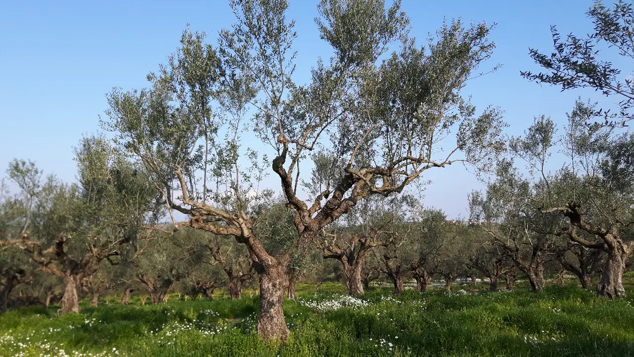 Sorgfältig beschnittener Olivenbaum im Olivenhain