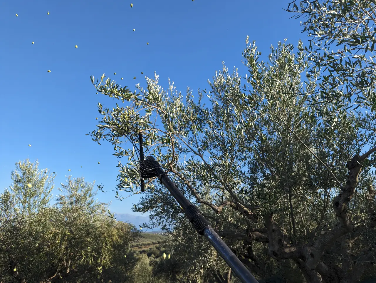 Olivenrüttler schüttelt reife Oliven vom Baum