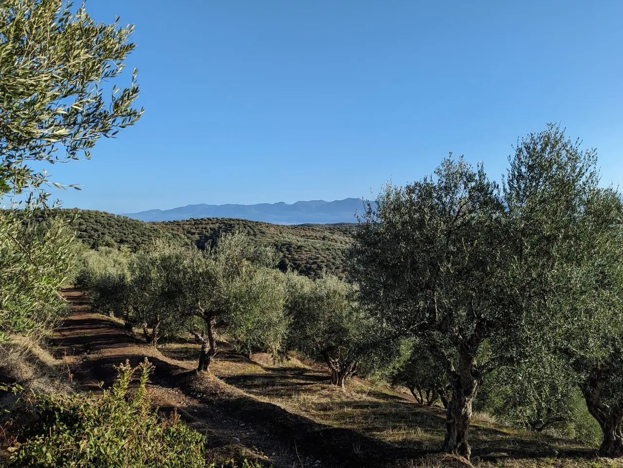 Weg durch die Olivenhaine mit Bergpanorama