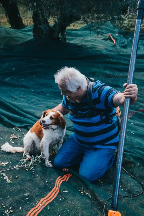 Liberis bei der Olivenernte in Messenien, Griechenland, zusammen mit seinem Hund im Olivenhain.