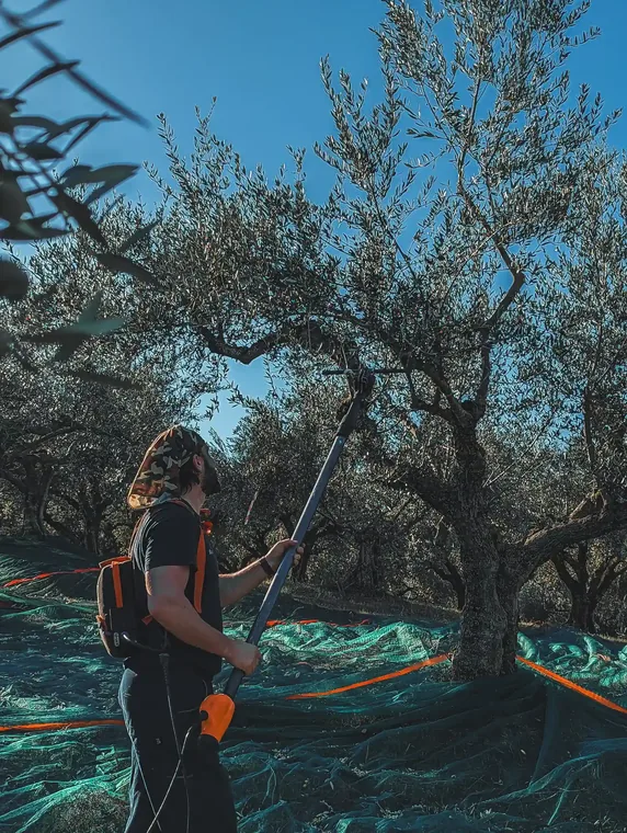 Ein Erntehelfer bei der Olivenernte mit mechanischem Rüttler unter strahlend blauem Himmel in Messenien, Griechenland.