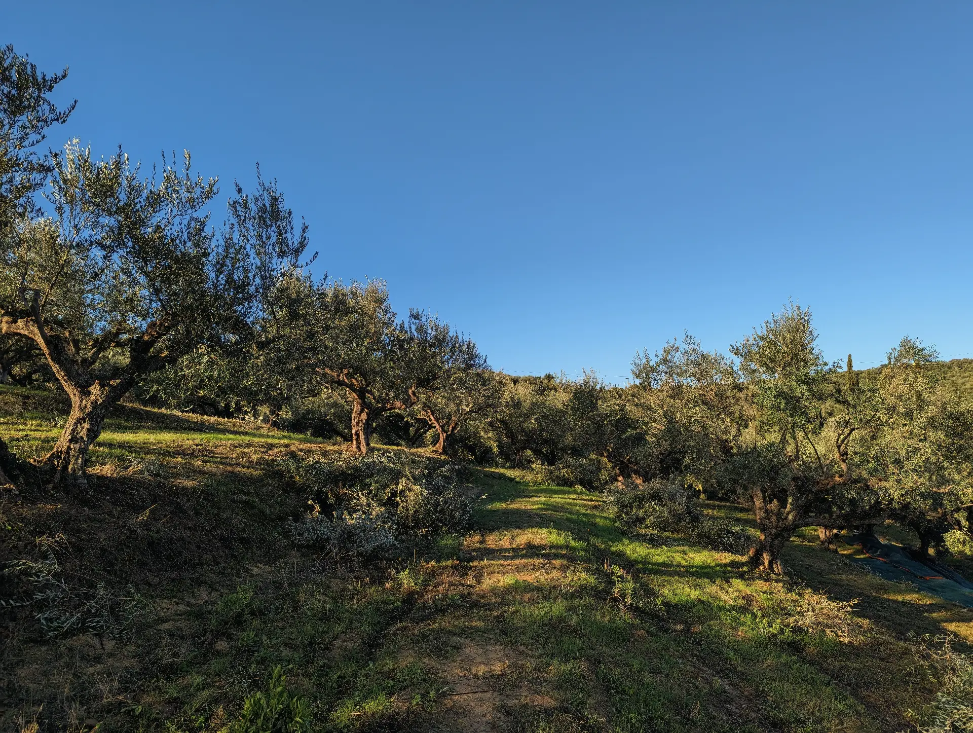 Grüner Weg zwischen Olivenbäumen unter blauem Himmel