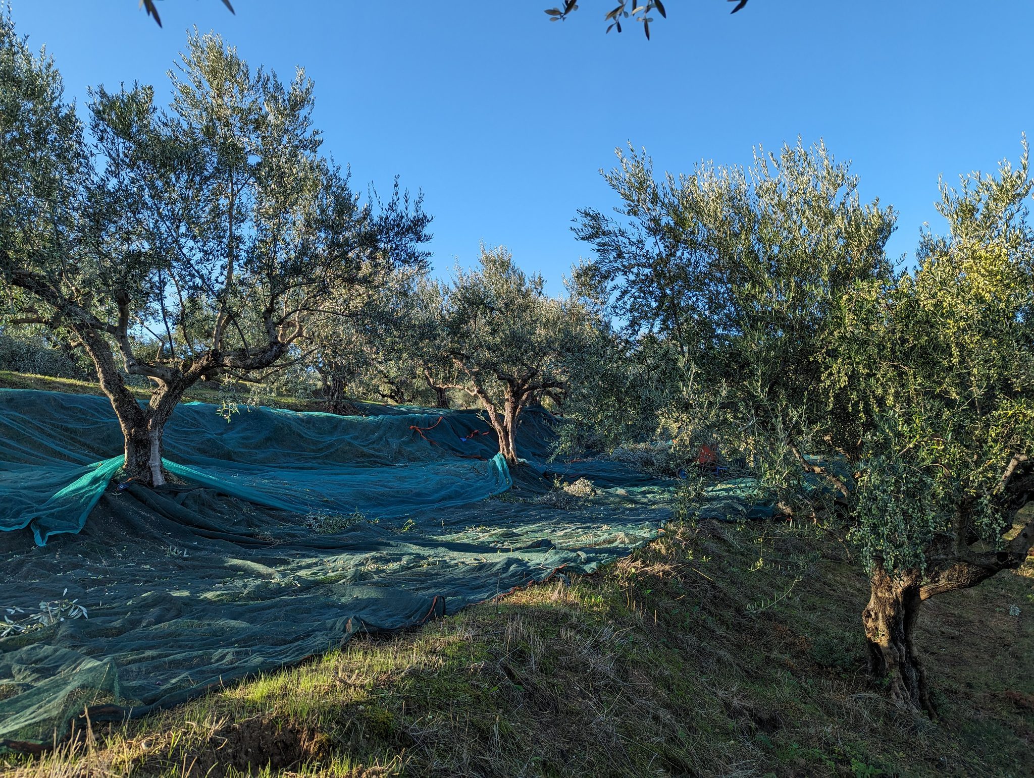 Olivenbäume am Hang mit grünen Erntenetzen auf dem Boden