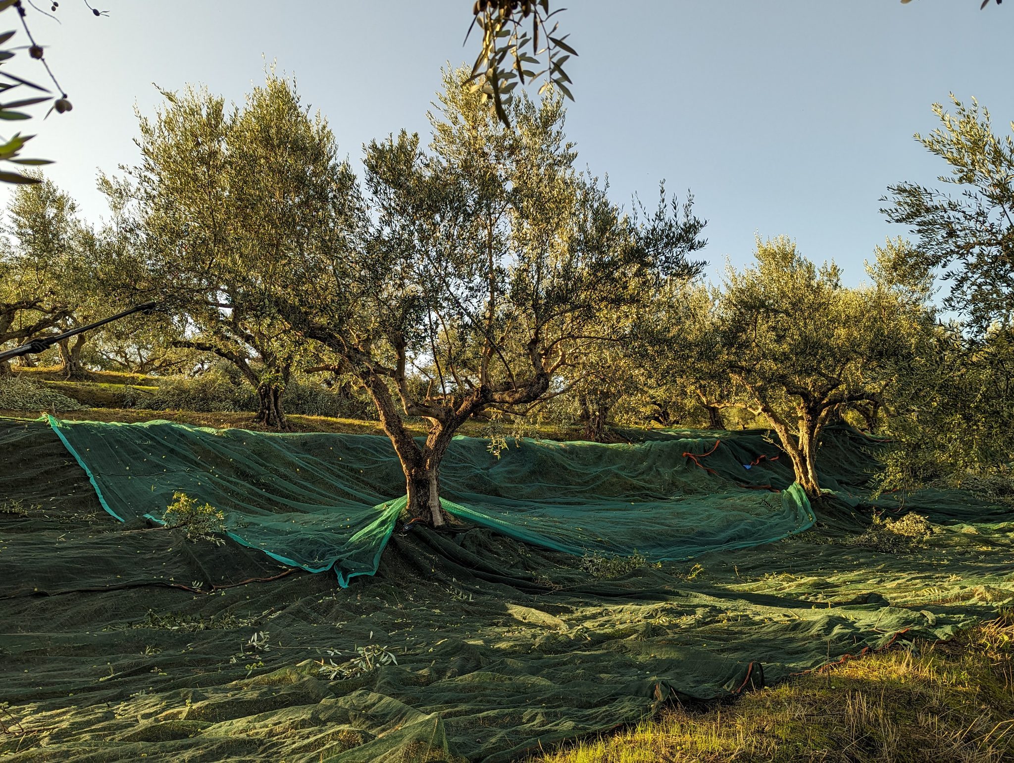 Sonnenbeschienener Olivenbaum über ausgebreiteten Erntenetzen