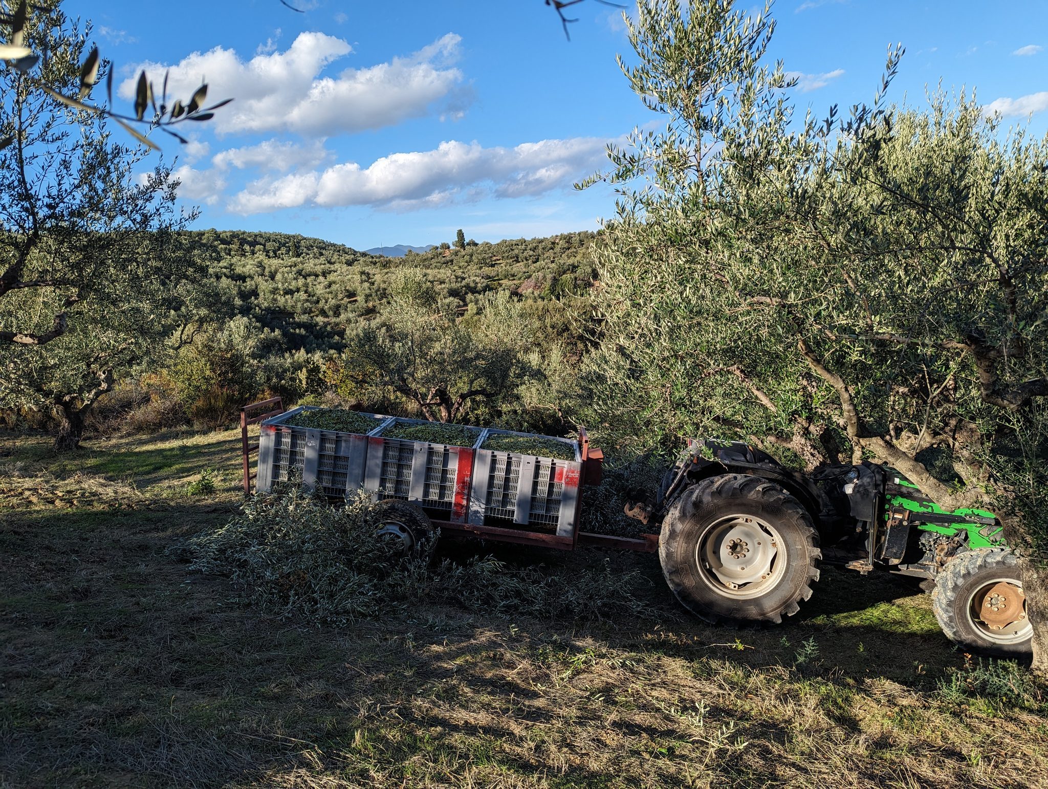 Traktor mit olivengefüllten Kisten auf einem Anhänger im Olivenhain