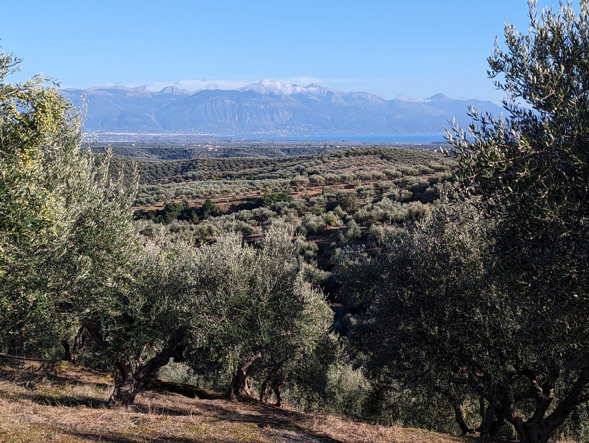 Blick über Olivenhaine zum Meer und zum Gebirge