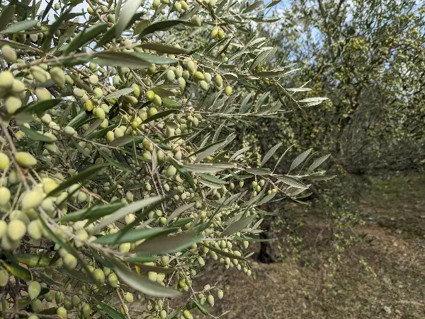 Koroneiki Olive