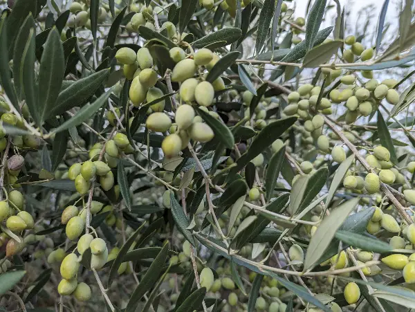 Die Koroneiki Olive
