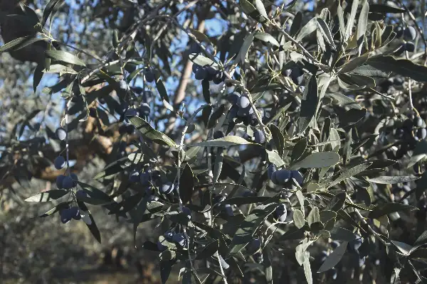 Kalamata Oliven: Die Tafel-Oliven unserer Region 