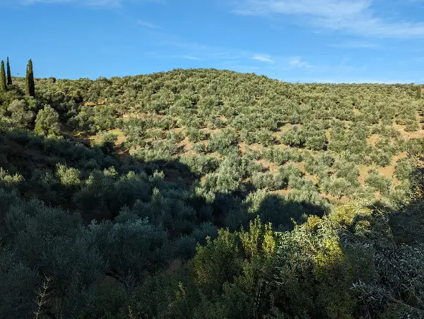 Olivenhain