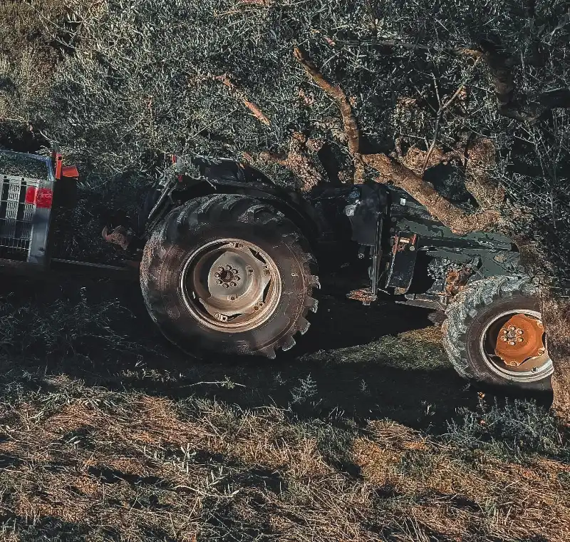 Traktor im Olivenhain während der Olivenernte in Messenien